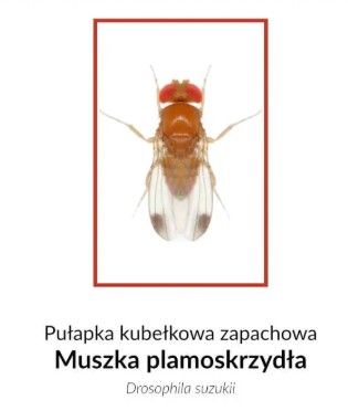 pulapka-muszka-plamoskrzydla